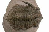 Detailed Metacanthina Trilobite - Lghaft, Morocco #312724-2